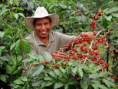 /album/fotogaleria-nosotros/cosechando-cafe-png/